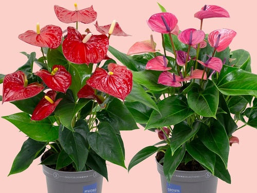 Anthurium Karma Happy – kleur die je kamer laat stralen