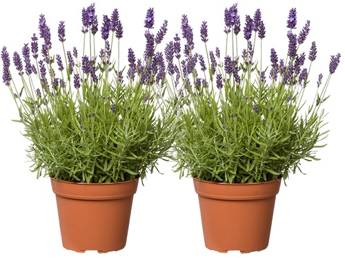 Lavandula angustifolia 'Hidcote': mediterrane klassieker