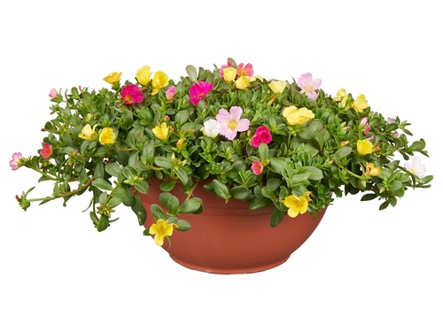 Portulaca: overdaad aan zomerse kleuren