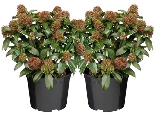 Skimmia japonica 'Rubella': wintergroene schoonheid