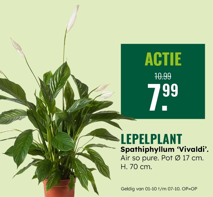 Weekaanbieding: Lepelplant