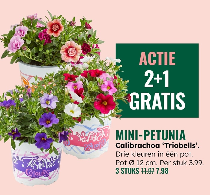 Weekaanbieding: Mini-petunia