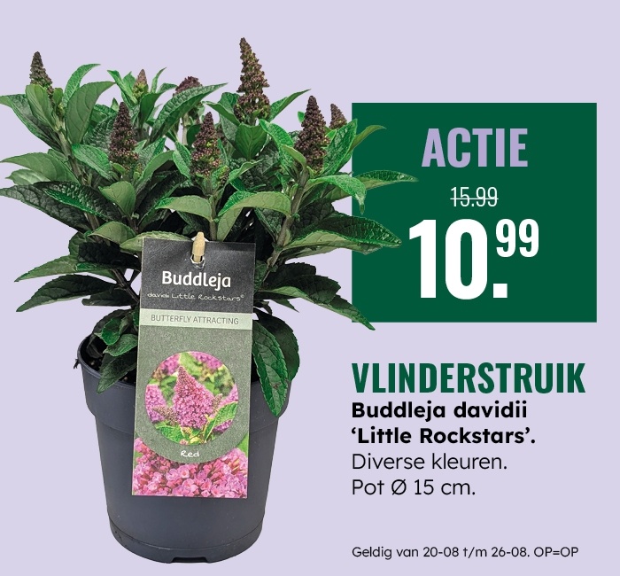 Weekaanbieding: Vlinderstruik